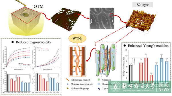 20240531材料學院科研團隊在木材細胞壁阻濕、增強改性領域取得新進展.jpg